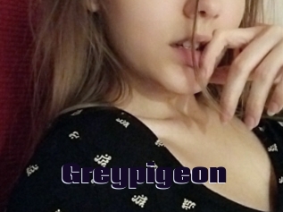 Greypigeon