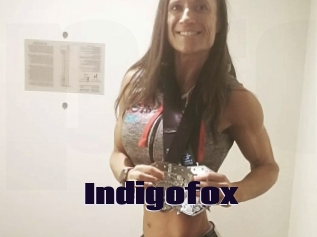 Indigofox