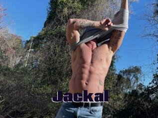 Jackal
