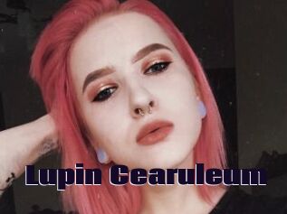 Lupin_Cearuleum